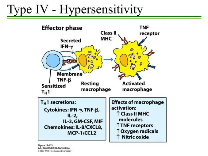 Type IV Hypersensitivity (Effector Phase)