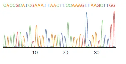 DNA sequences in a graph form detector 