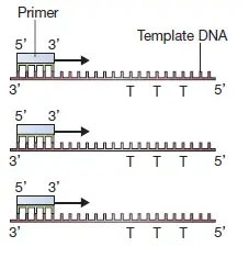 Annealing of primer to the template DNA 