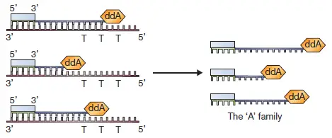  Elongation of DNA molecule and termination after the addition of ddATP 