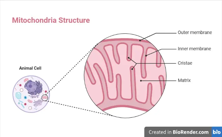 Structure of mitochondria of animal cell