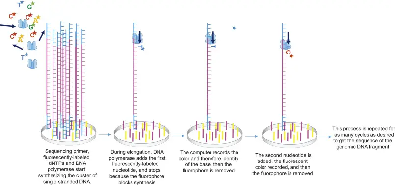 In the figure, only one strand of DNA is shown from this cluster, while the sequencing occurs simultaneously in the entire cluster. As shown, sequencing primers, fluorescently labelled dNTPs, and DNA polymerase are added.  Primer gets attached to the DNA template, which gets elongated by DNA polymerase. Once, the complementary nucleotide is added to the end of the primer, fluorophore blocks DNA polymerase from adding any more nucleotides and fluorophore is recorded by the computer. This fluorophore is then removed and washed away. DNA polymerase then adds the second complementary nucleotide, these cycles are repeated to get a read from this cluster. 
