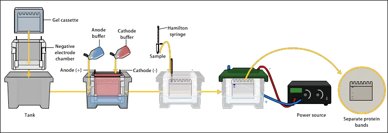 Polyacrylamide Gel Electrophoresis (PAGE): Principle And Procedure ...