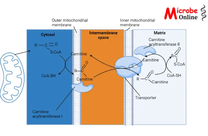 Beta (𝛃) Oxidation: The Body’s Way Of Utilizing Fats • Microbe Online