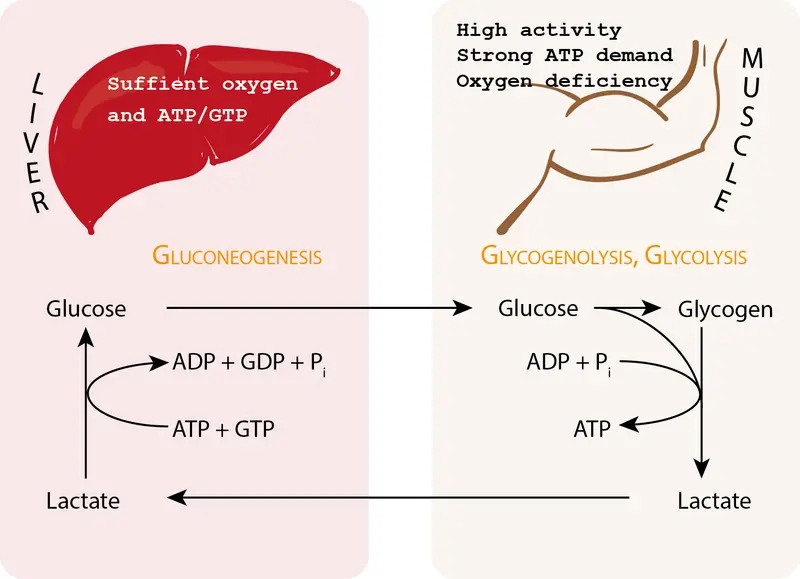 Cori Cycle: Steps, Regulation, and Importance • Microbe Online