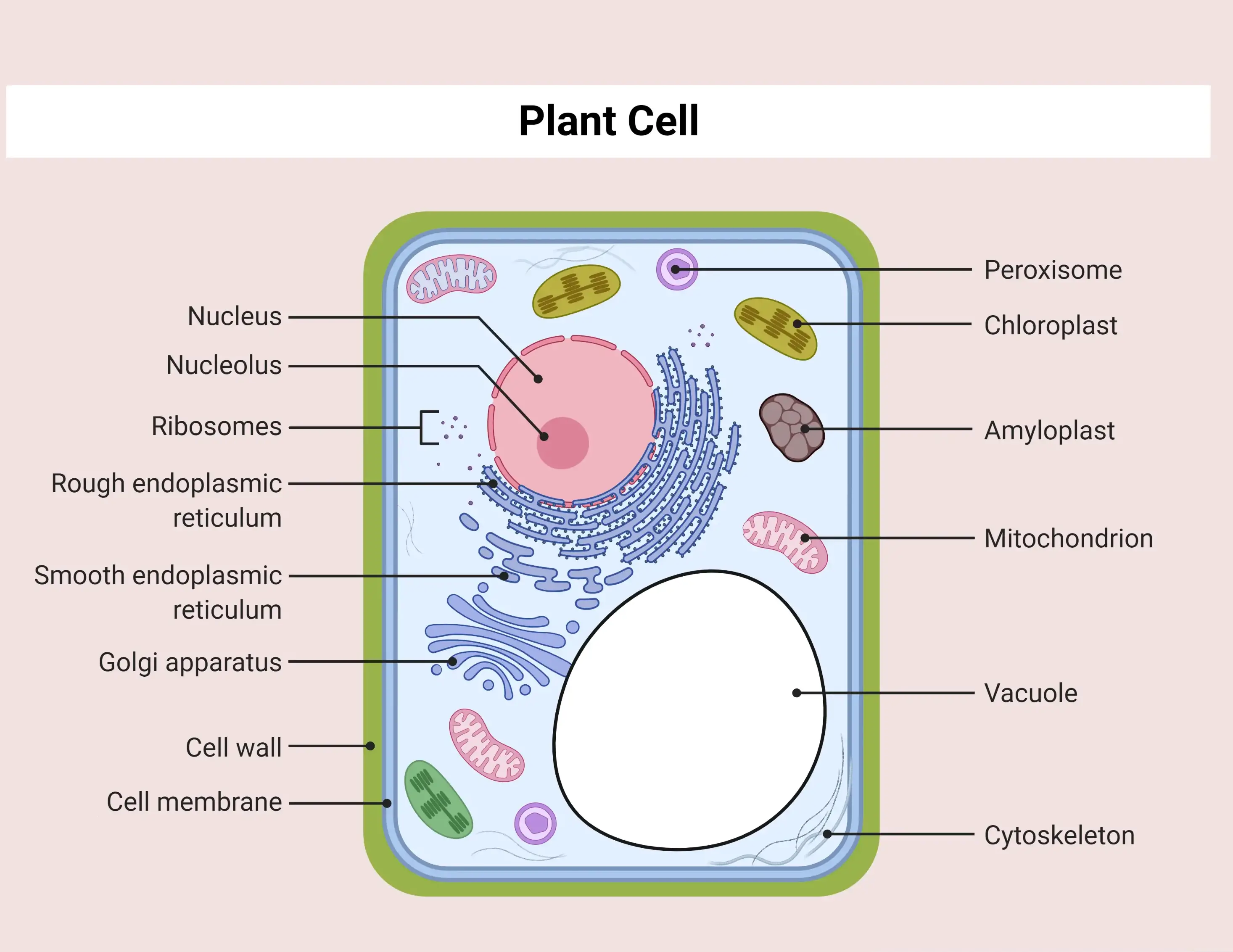 microfilaments in a plant cell