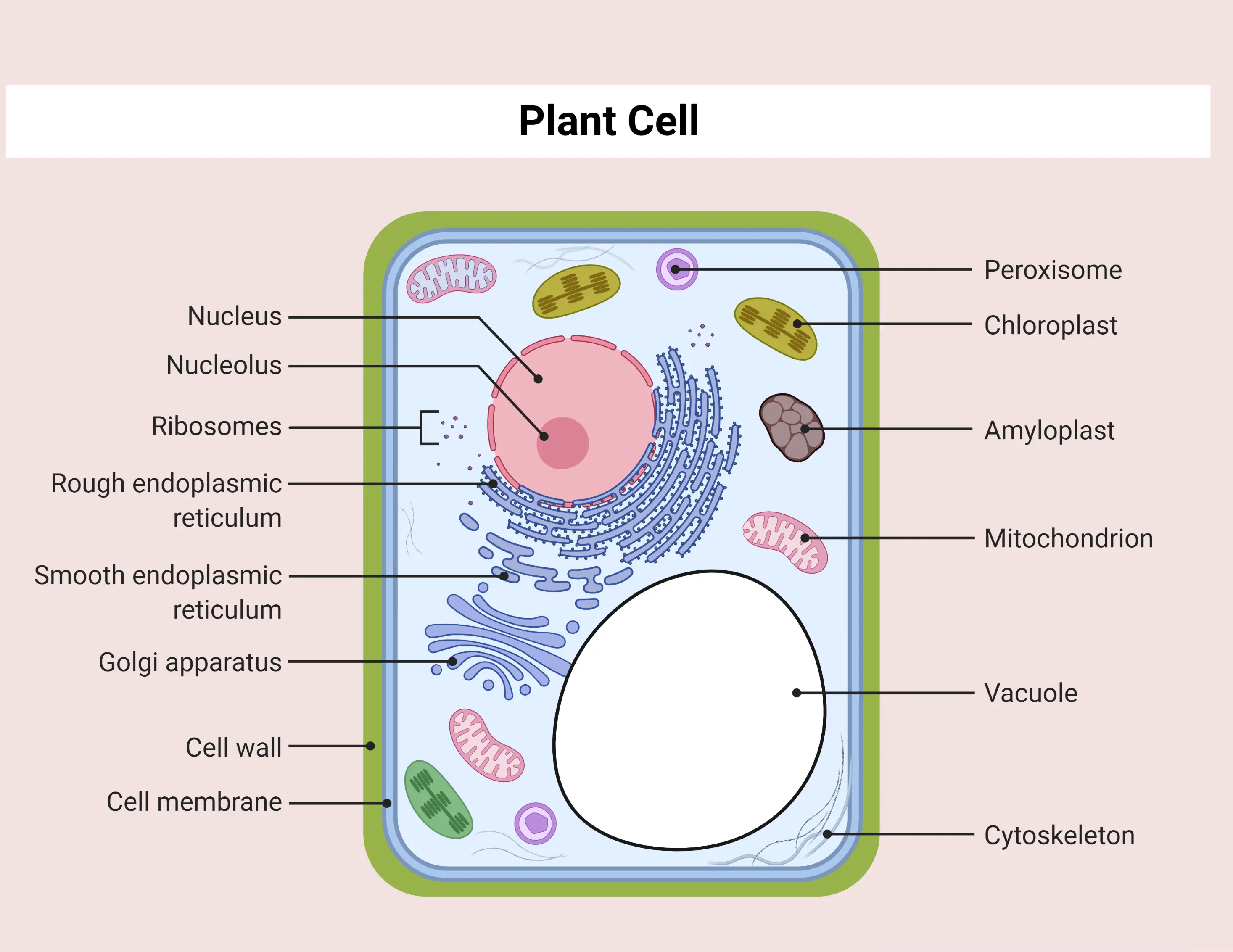 Parts Of Plant Cells And Their Properties Microbe Online